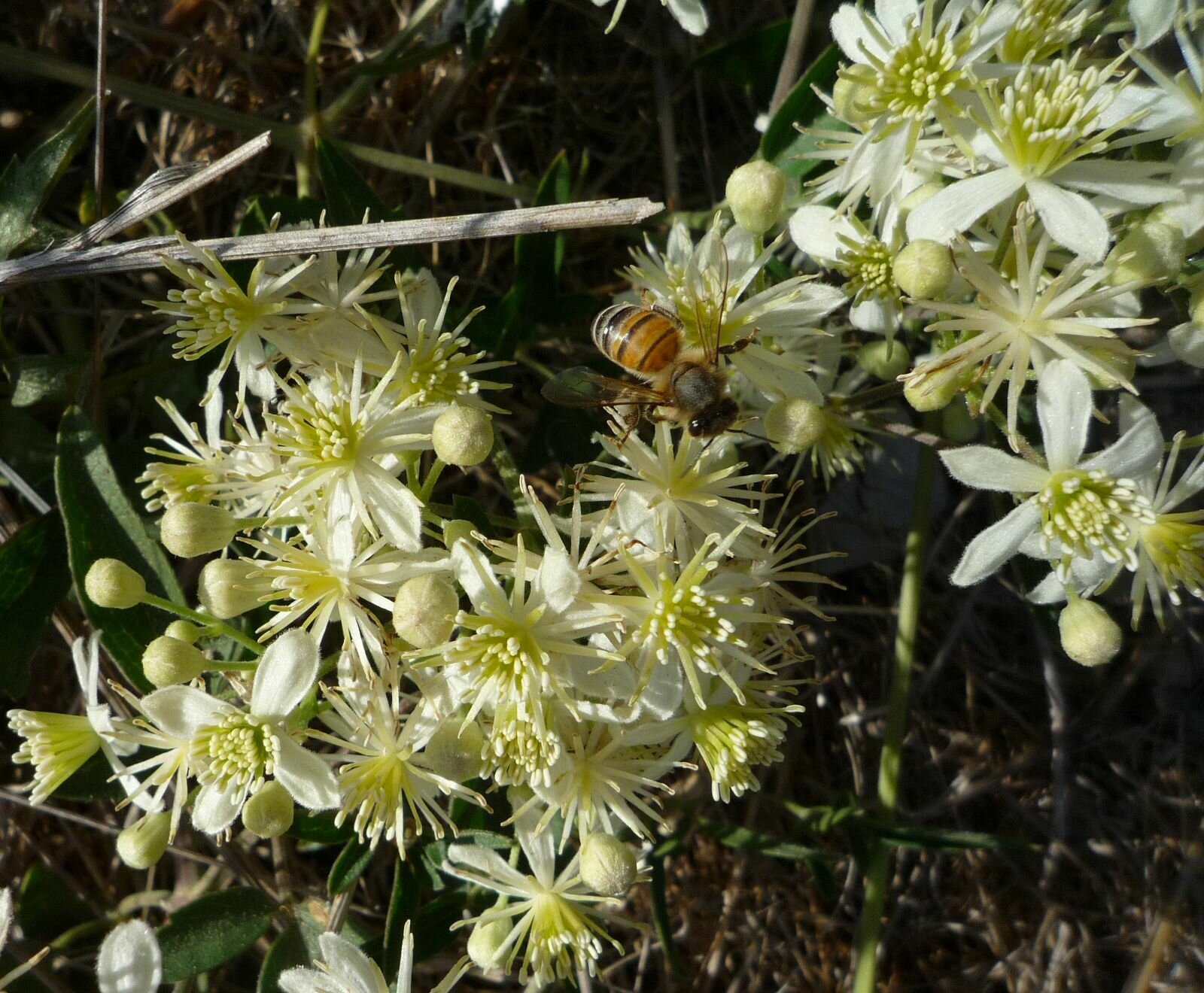 High Resolution Clematis ligusticifolia Flower